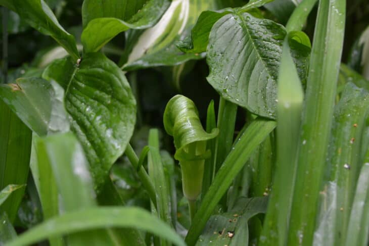Jack In The Pulpit (Arisaema triphyllum)