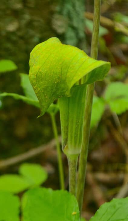 Jack In The Pulpit (Arisaema triphyllum)