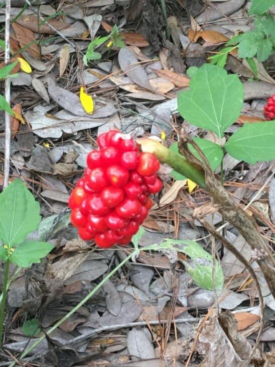 Jack In The Pulpit (Arisaema triphyllum)
