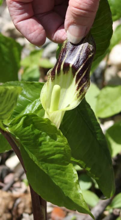 Jack In The Pulpit (Arisaema triphyllum)
