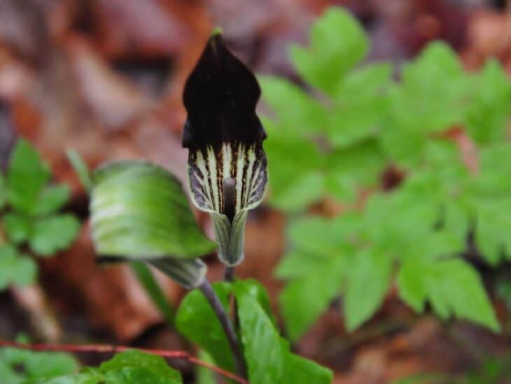 Jack In The Pulpit (Arisaema triphyllum)