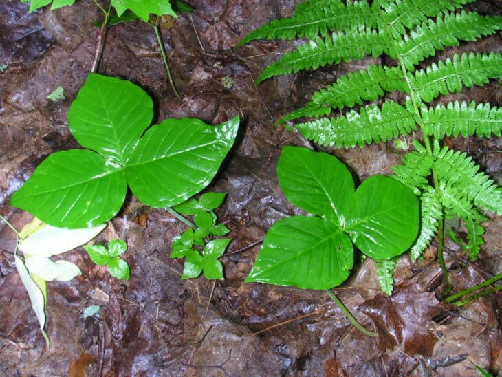 Jack In The Pulpit (Arisaema triphyllum)