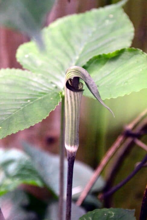 Jack In The Pulpit (Arisaema triphyllum)