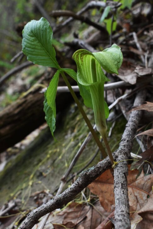 Jack In The Pulpit (Arisaema triphyllum)
