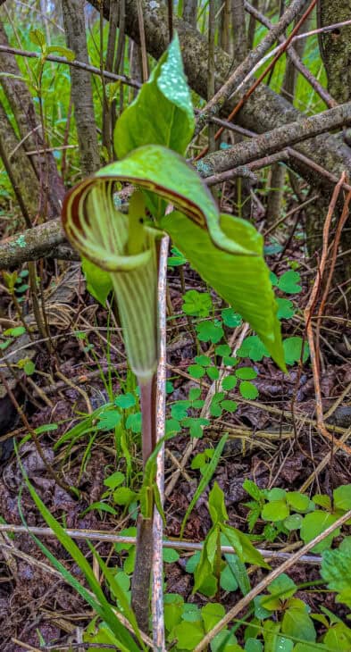 Jack In The Pulpit (Arisaema triphyllum)