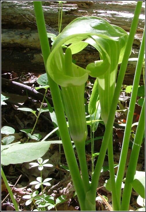 Jack In The Pulpit (Arisaema triphyllum)