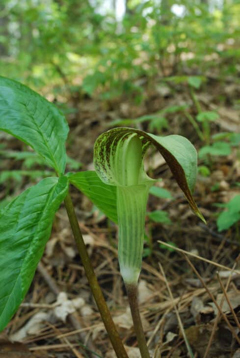 Jack In The Pulpit (Arisaema triphyllum)