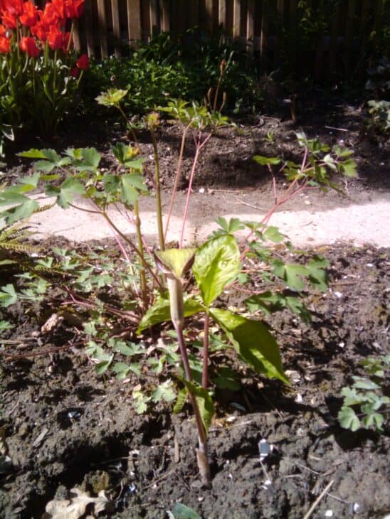 Jack In The Pulpit (Arisaema triphyllum)