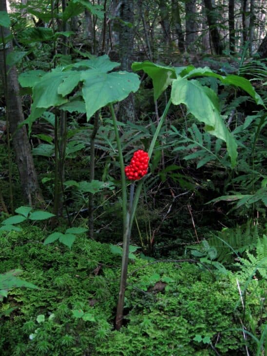 Jack In The Pulpit (Arisaema triphyllum)