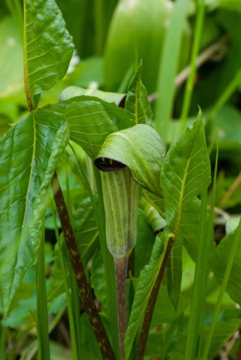 Jack In The Pulpit (Arisaema triphyllum)