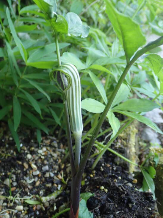 Jack In The Pulpit (Arisaema triphyllum)