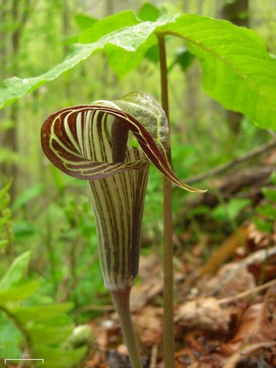 Jack In The Pulpit (Arisaema triphyllum)