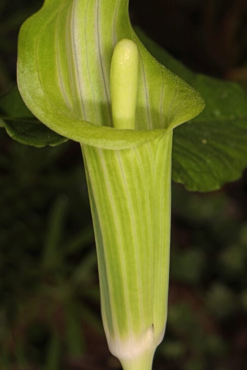 Jack In The Pulpit (Arisaema triphyllum)