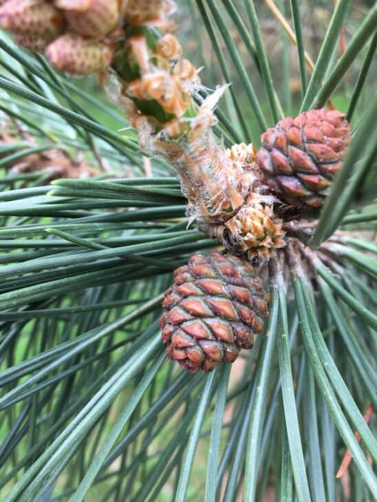 Japanese Black Pine (Pinus thunbergii)