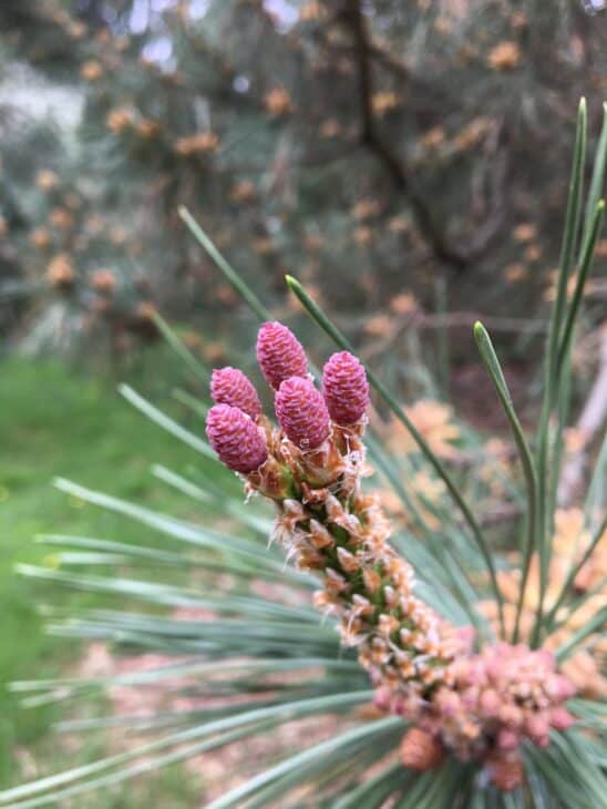 Japanese Black Pine (Pinus thunbergii)