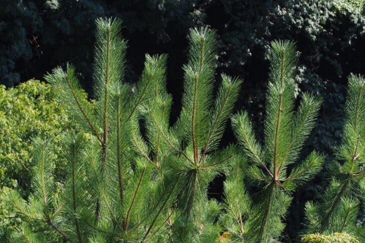 Japanese Black Pine (Pinus thunbergii)