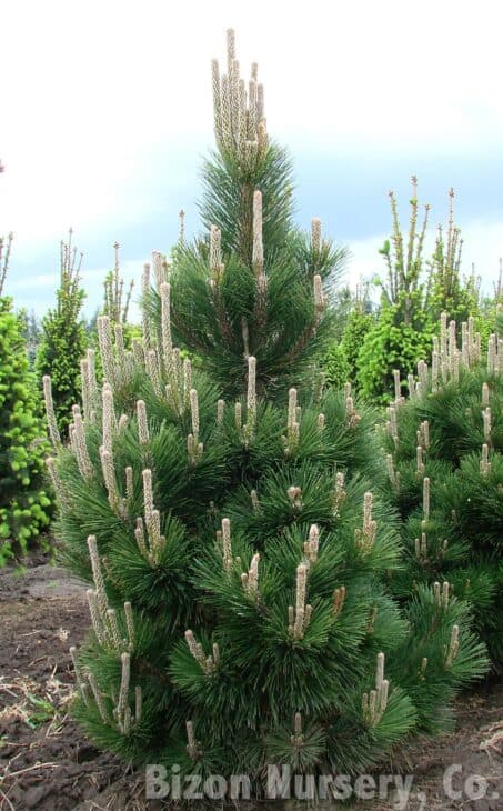 Japanese Black Pine (Pinus thunbergii)