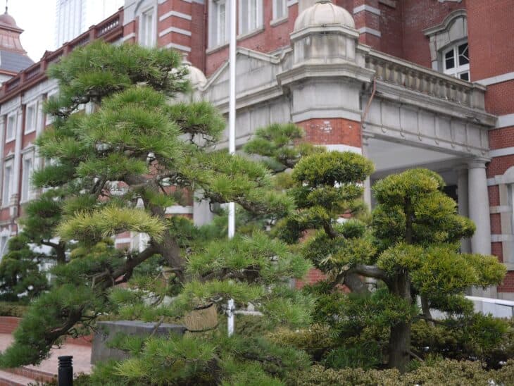 Japanese Black Pine (Pinus thunbergii)