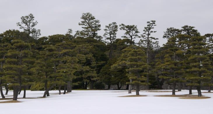 Japanese Black Pine (Pinus thunbergii)