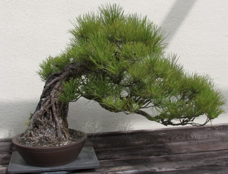 Japanese Black Pine (Pinus thunbergii)
