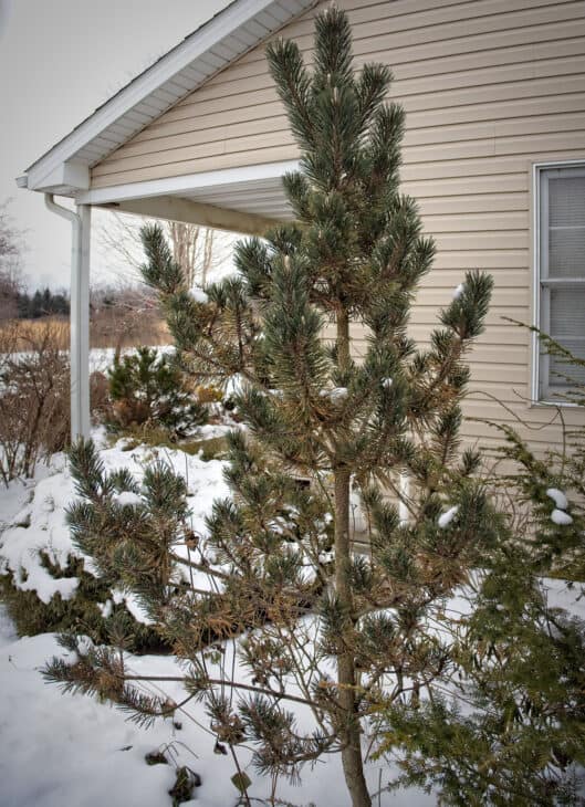 Japanese Black Pine (Pinus thunbergii)