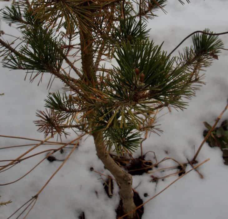 Japanese Black Pine (Pinus thunbergii)