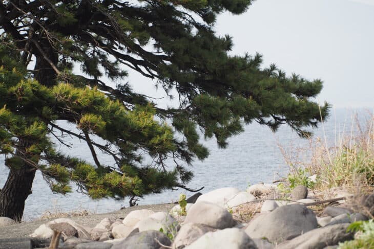 Japanese Black Pine (Pinus thunbergii)