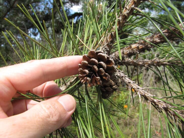 Japanese Black Pine (Pinus thunbergii)