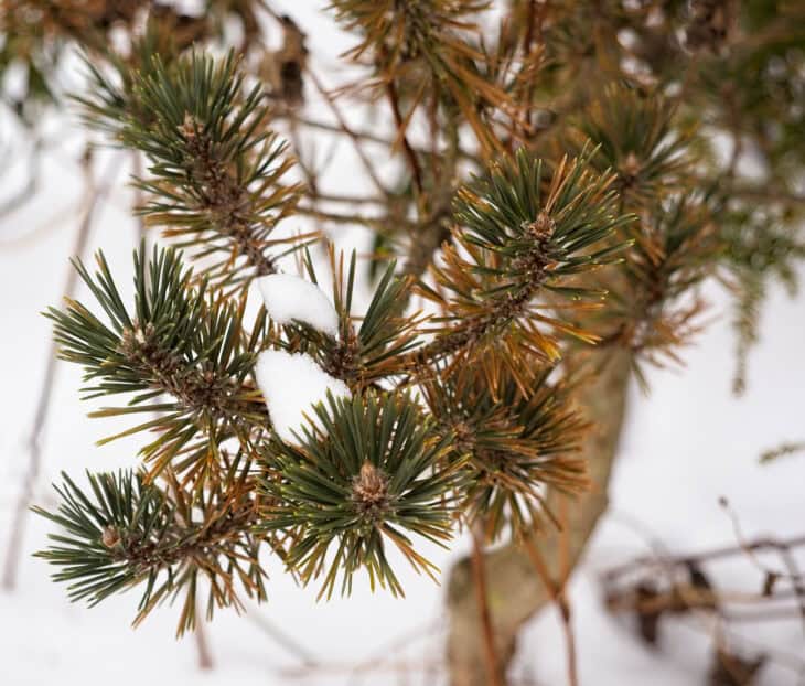 Japanese Black Pine (Pinus thunbergii)