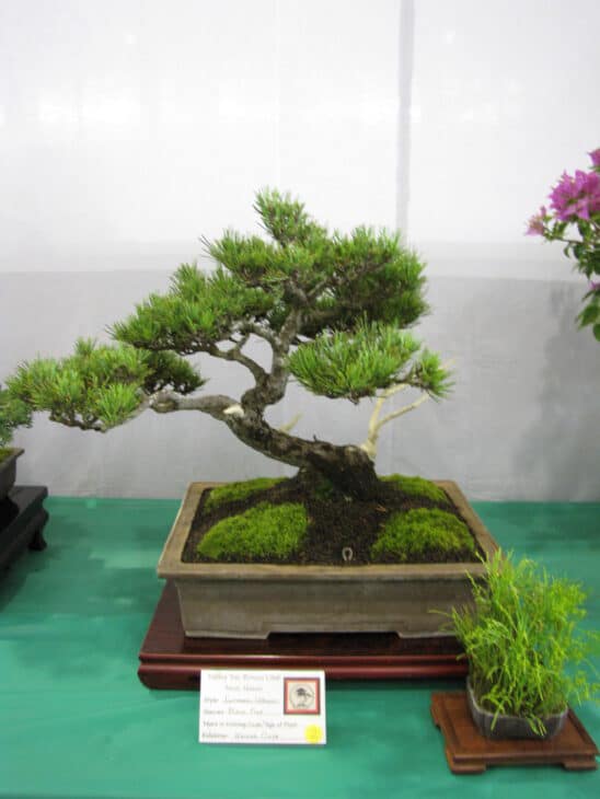 Japanese Black Pine (Pinus thunbergii)