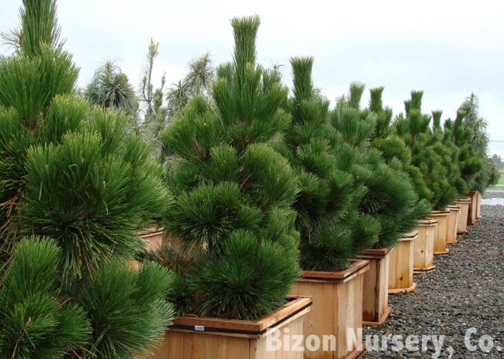 Japanese Black Pine (Pinus thunbergii)