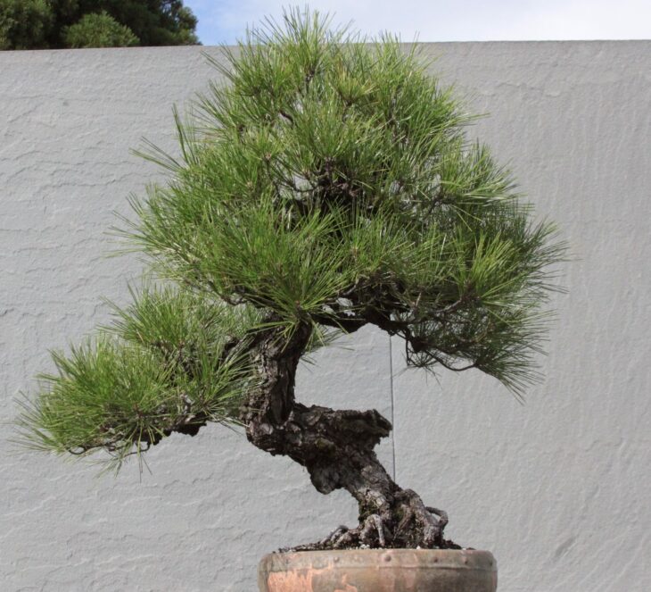 Japanese Black Pine (Pinus thunbergii)