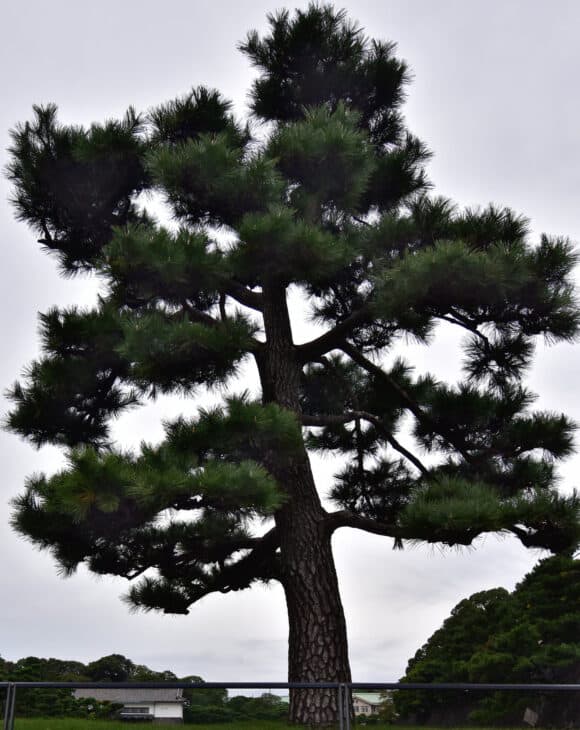 Japanese Black Pine (Pinus thunbergii)