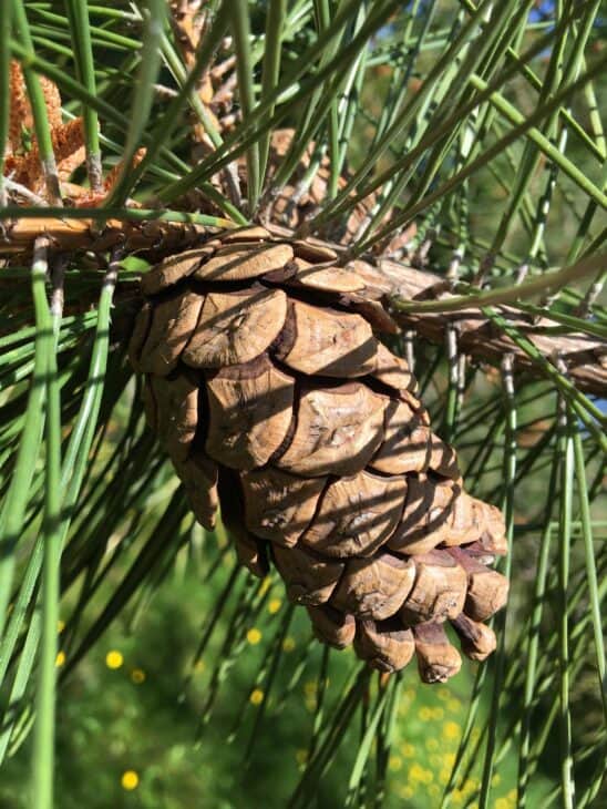 Japanese Black Pine (Pinus thunbergii)