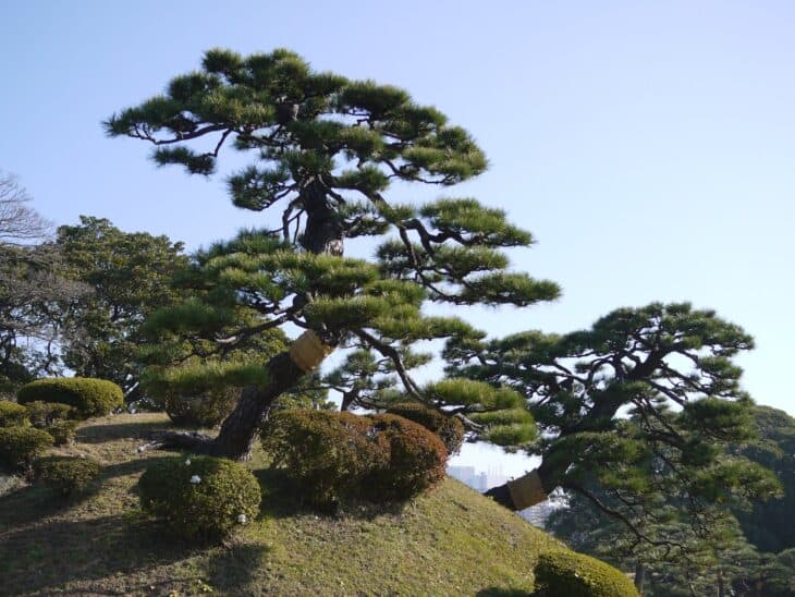 Japanese Black Pine (Pinus thunbergii)
