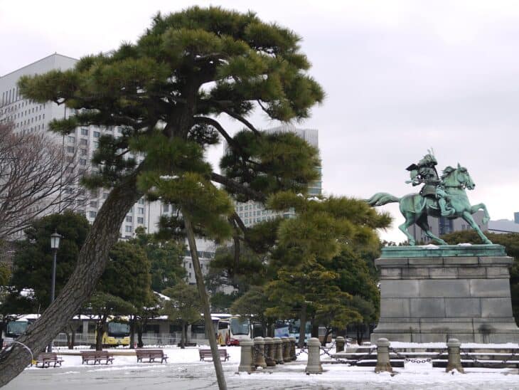 Japanese Black Pine (Pinus thunbergii)