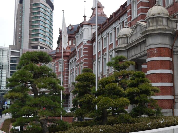 Japanese Black Pine (Pinus thunbergii)
