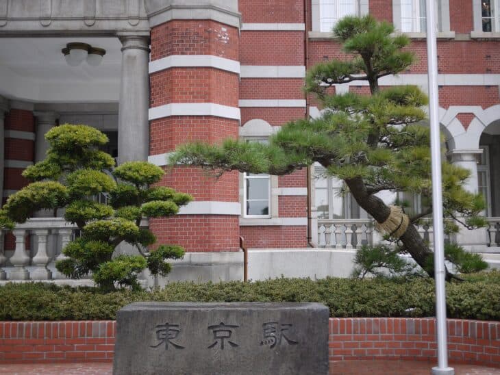Japanese Black Pine (Pinus thunbergii)