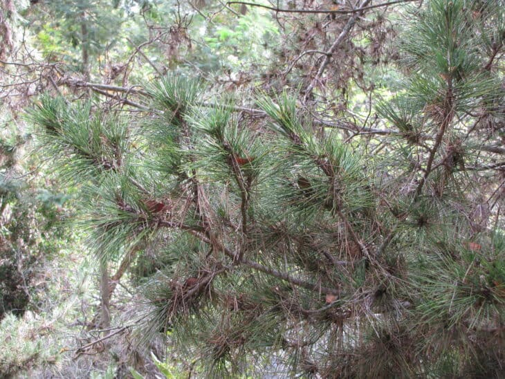 Japanese Black Pine (Pinus thunbergii)