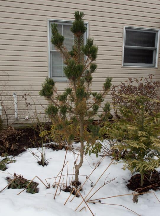 Japanese Black Pine (Pinus thunbergii)