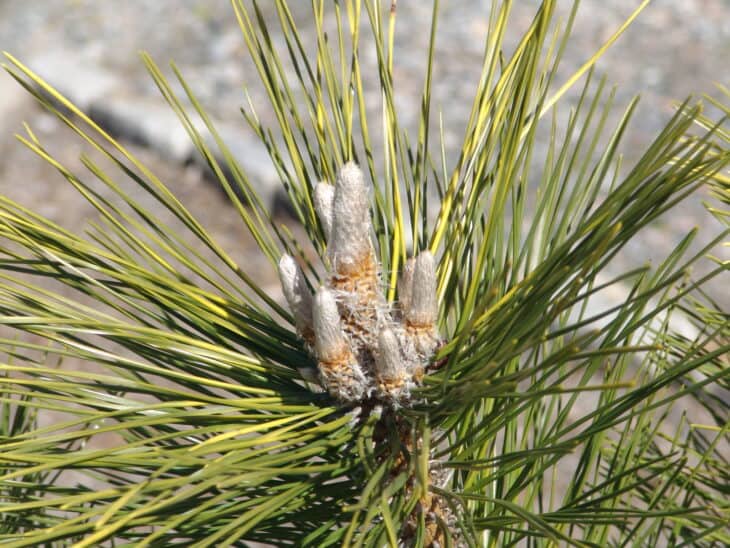 Japanese Black Pine (Pinus thunbergii)