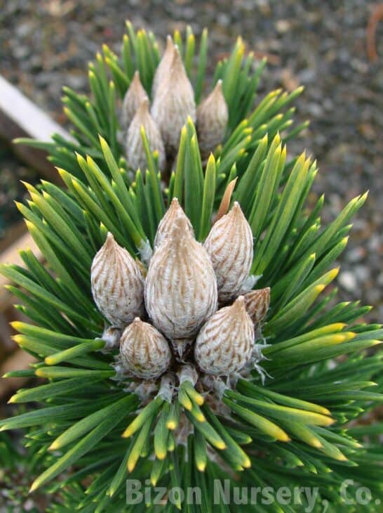 Japanese Black Pine (Pinus thunbergii)