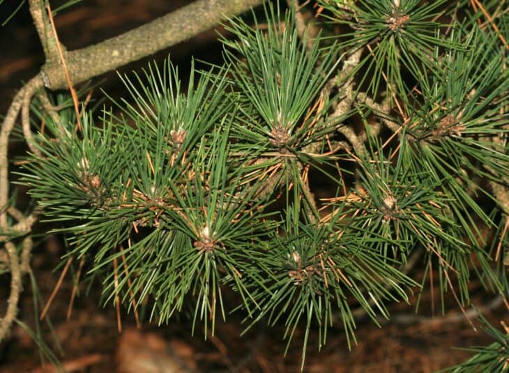 Japanese Black Pine (Pinus thunbergii)