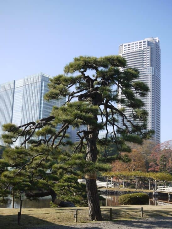 Japanese Black Pine (Pinus thunbergii)
