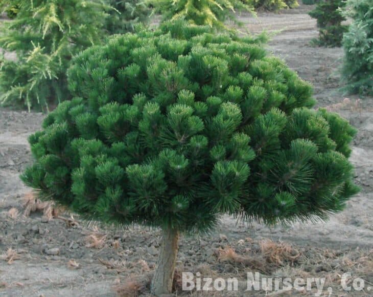 Japanese Black Pine (Pinus thunbergii)