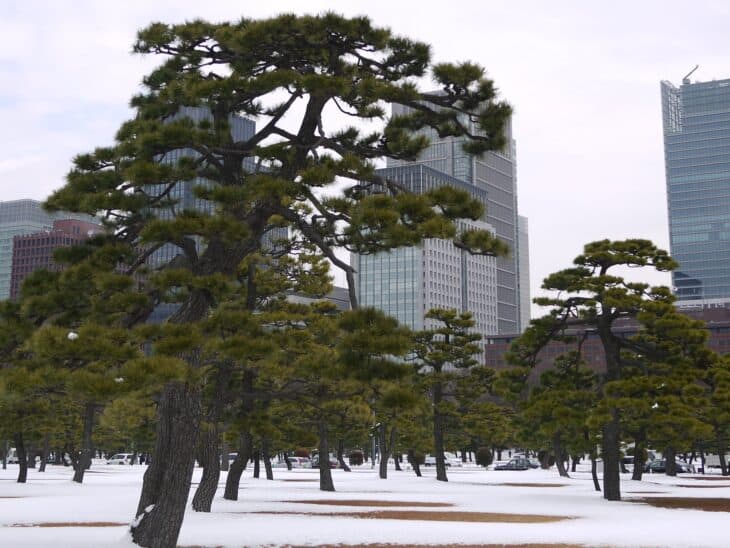 Japanese Black Pine (Pinus thunbergii)