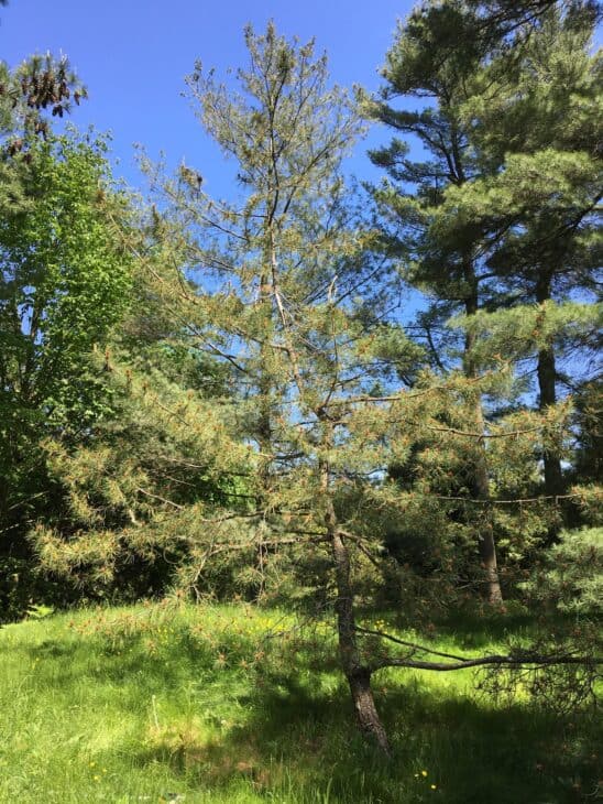 Japanese Black Pine (Pinus thunbergii)