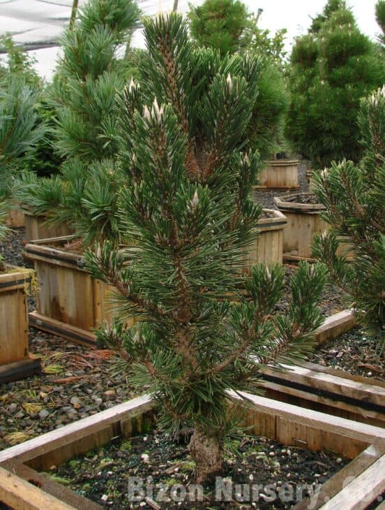 Japanese Black Pine (Pinus thunbergii)