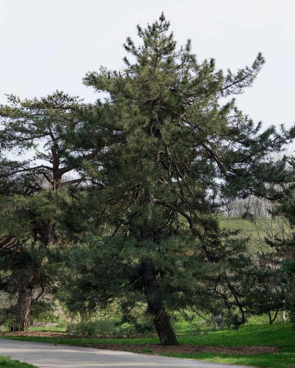 Japanese Black Pine (Pinus thunbergii)