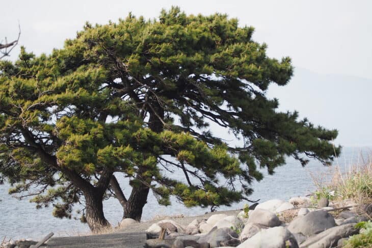 Japanese Black Pine (Pinus thunbergii)